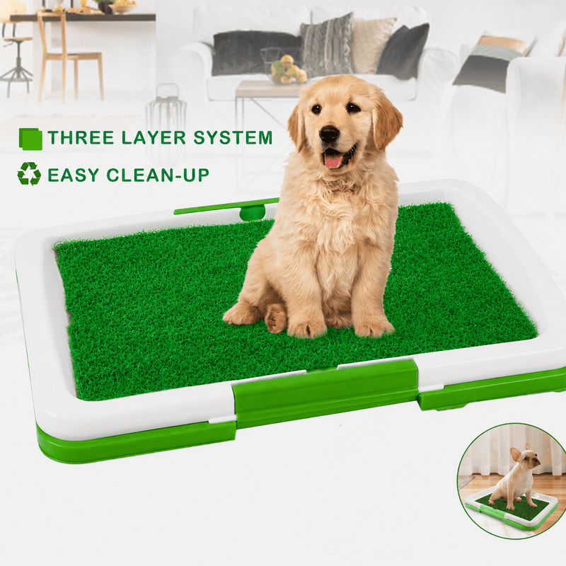 Dog Accessories
