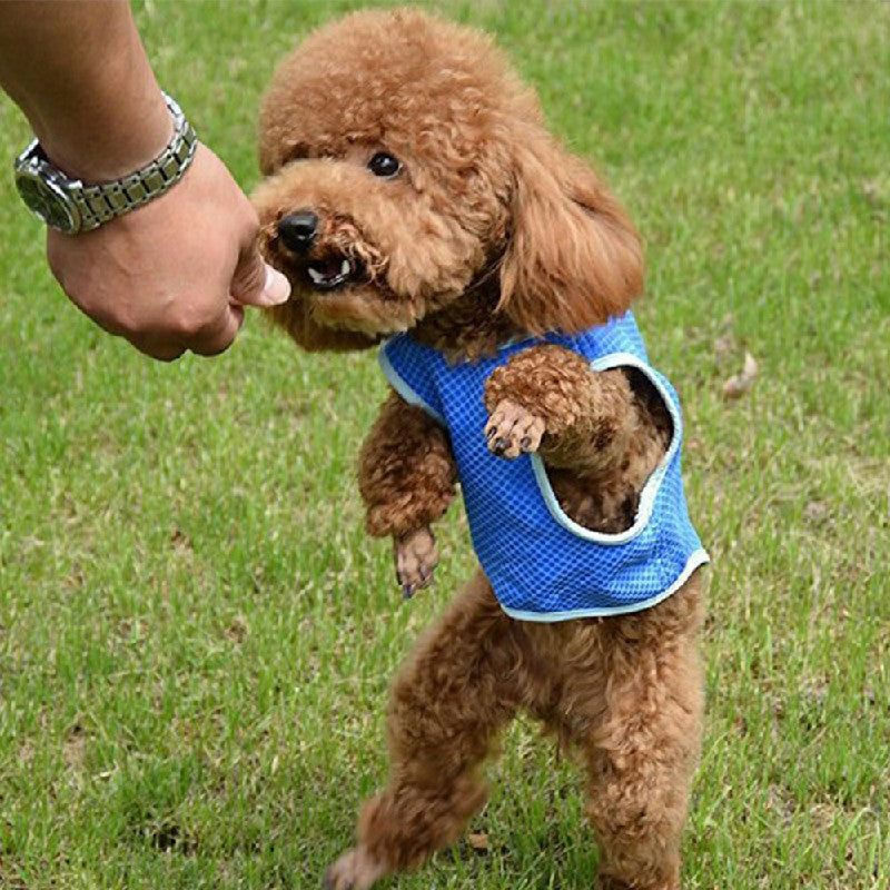 Dog Cooling Vest Jacket Puppy Summer Coat Reusable Evaporative Chilled XS